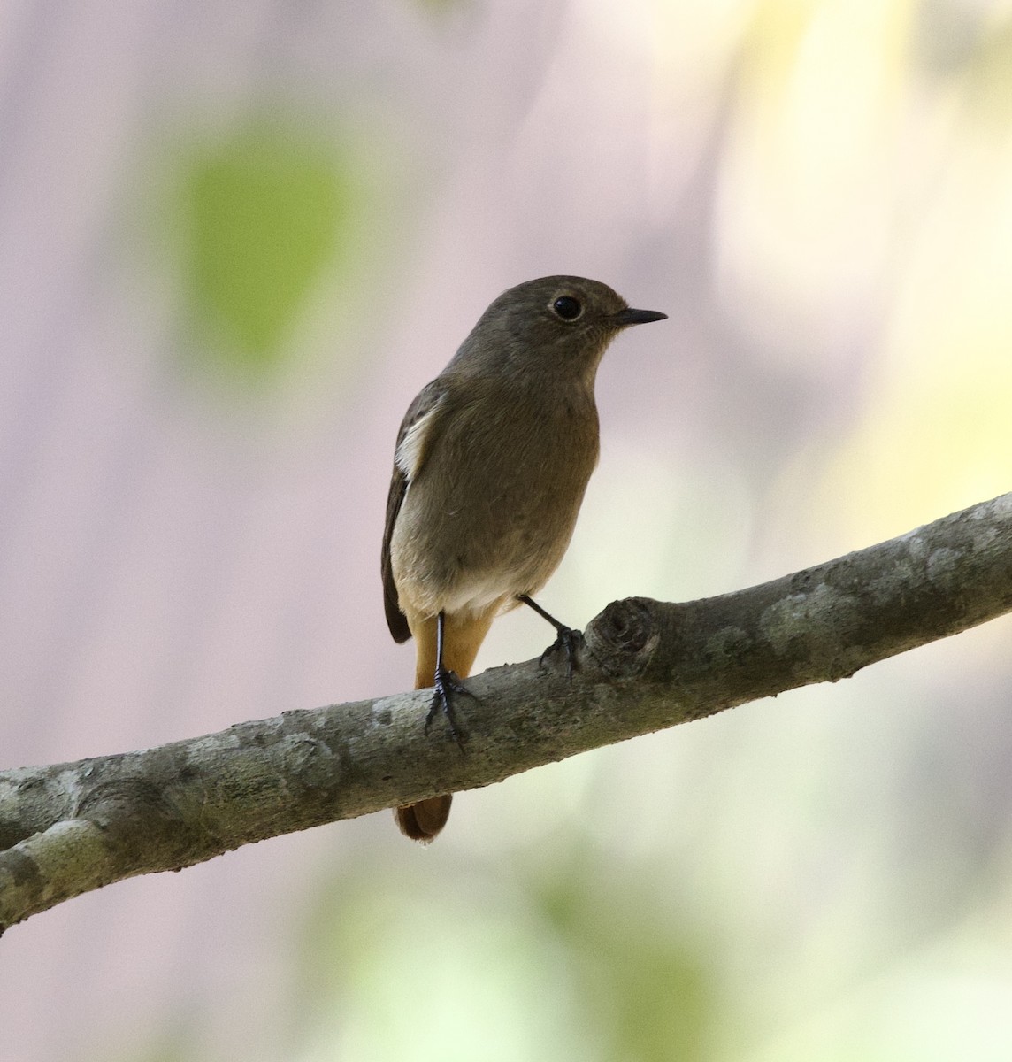 חכלילית סיבירית - ML647022673