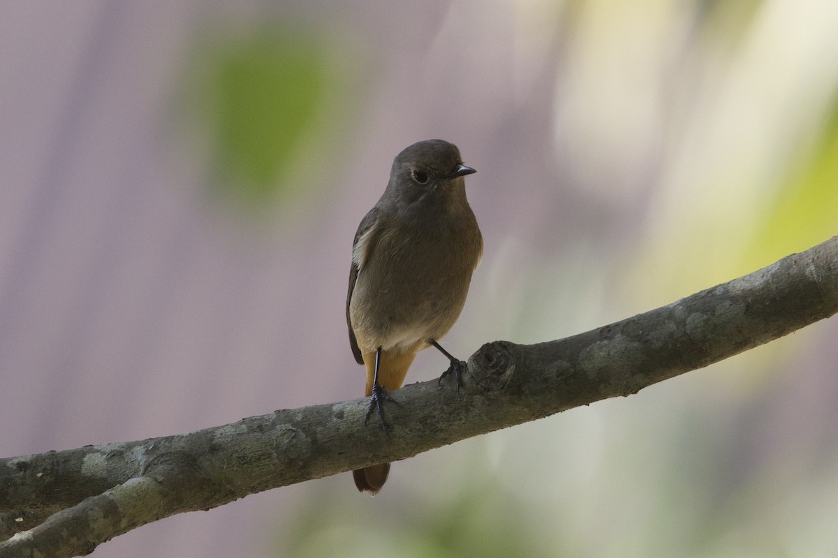חכלילית סיבירית - ML647022674