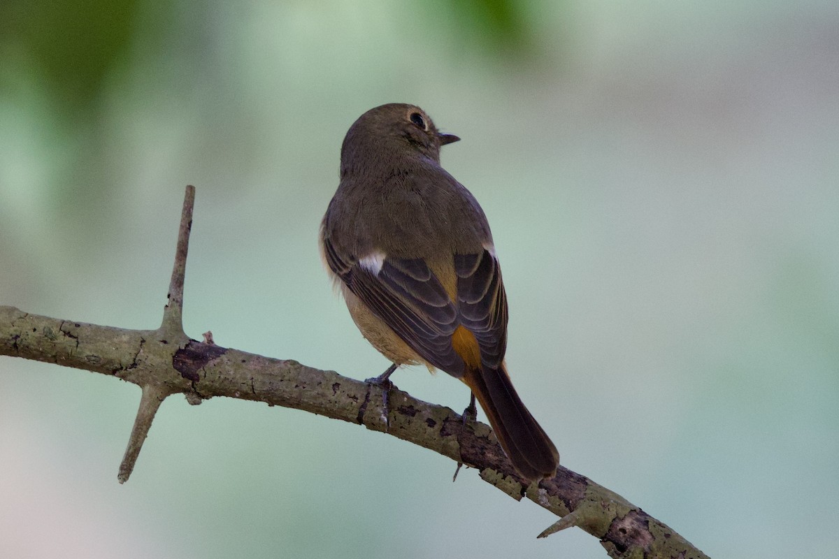 חכלילית סיבירית - ML647022675