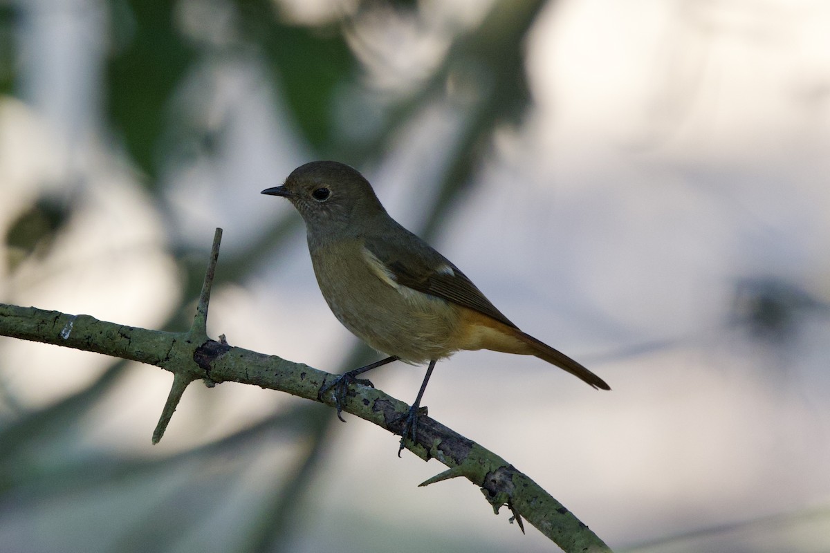 חכלילית סיבירית - ML647022676