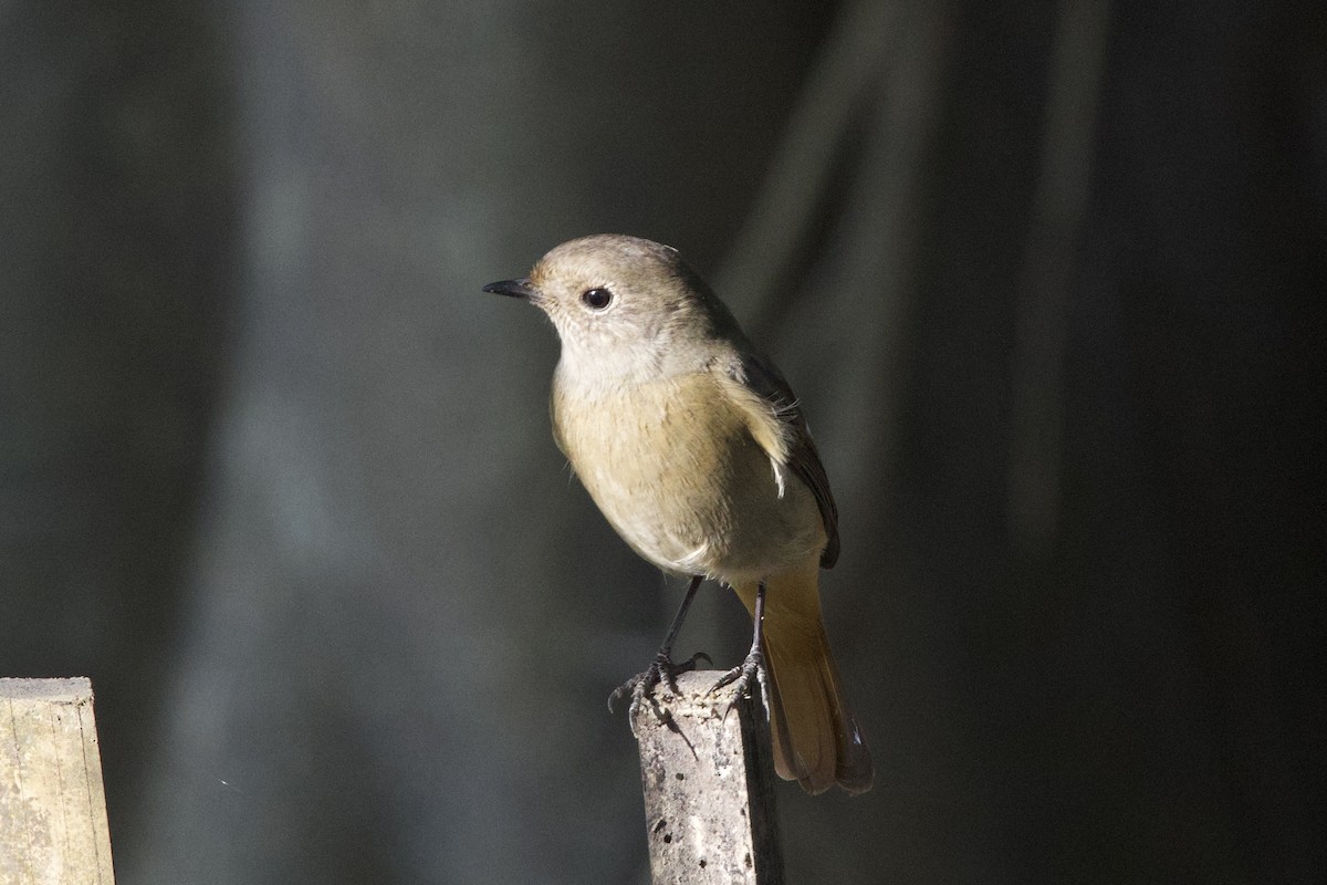 חכלילית סיבירית - ML647022677