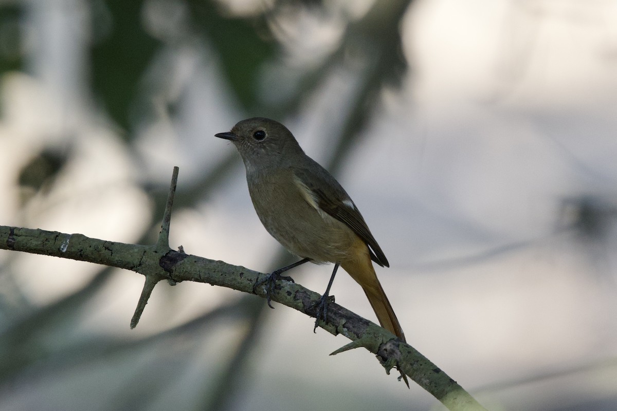 חכלילית סיבירית - ML647022678