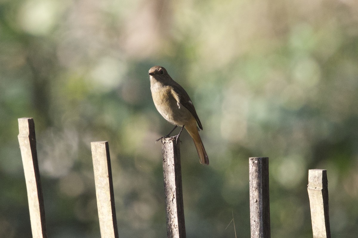 חכלילית סיבירית - ML647022679
