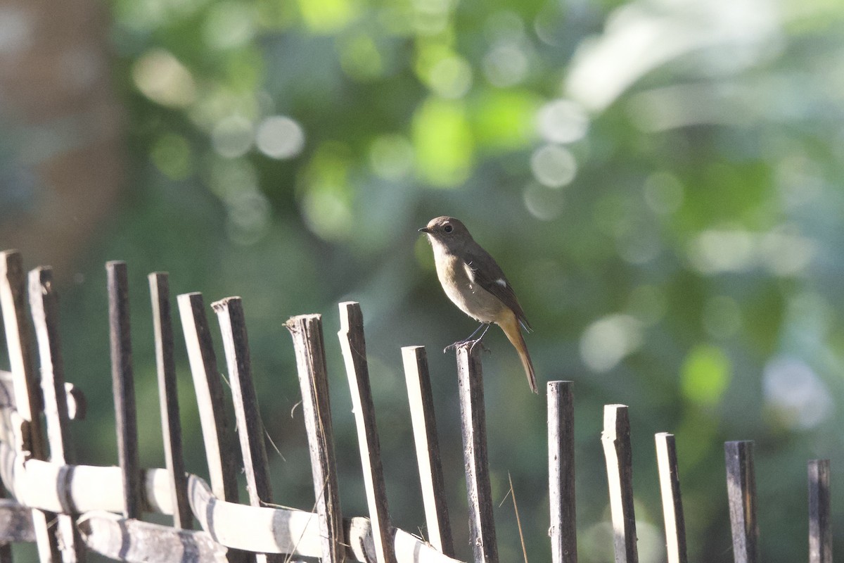 חכלילית סיבירית - ML647022680
