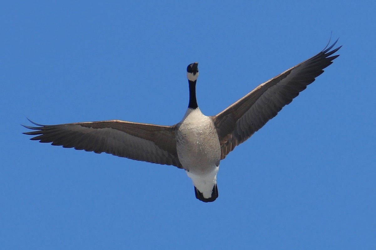 Barnacla Canadiense Grande - ML647022681