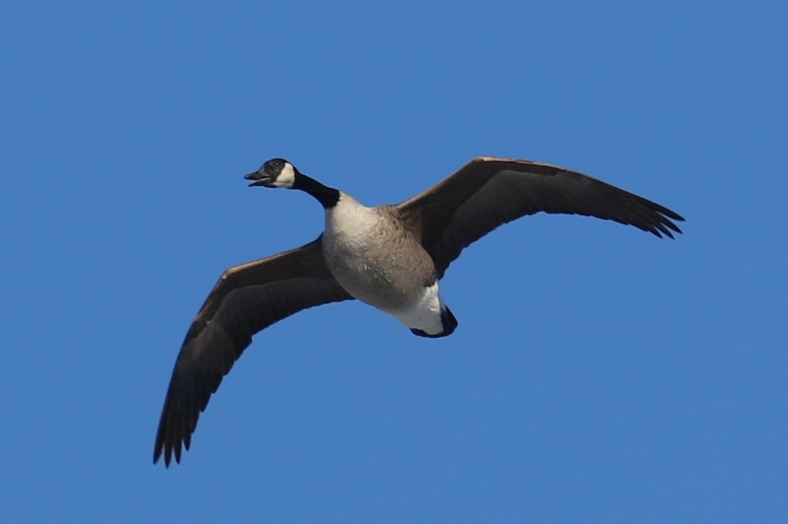 Barnacla Canadiense Grande - ML647022687