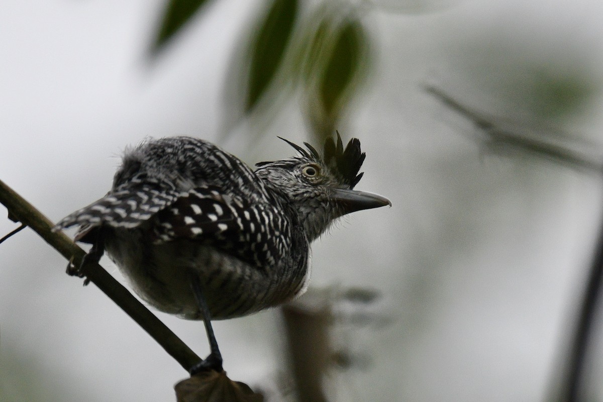 Barred Antshrike - ML647022689