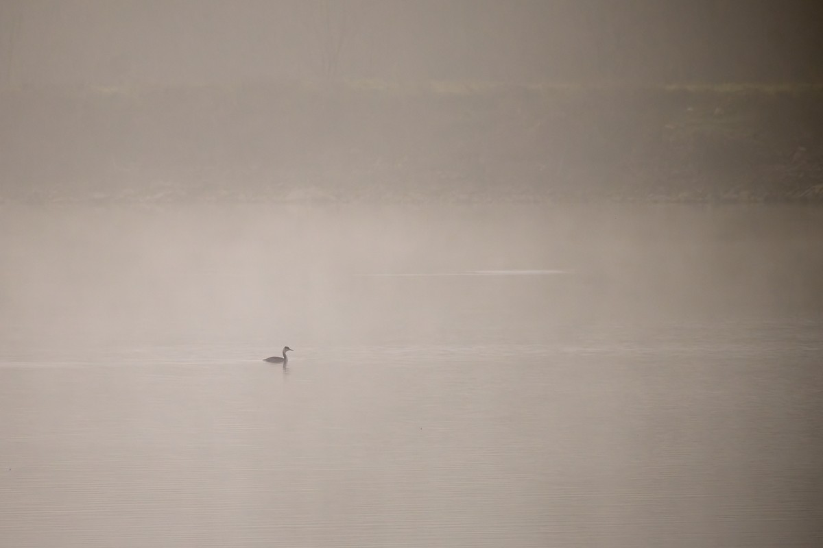 Great Crested Grebe - ML647022691