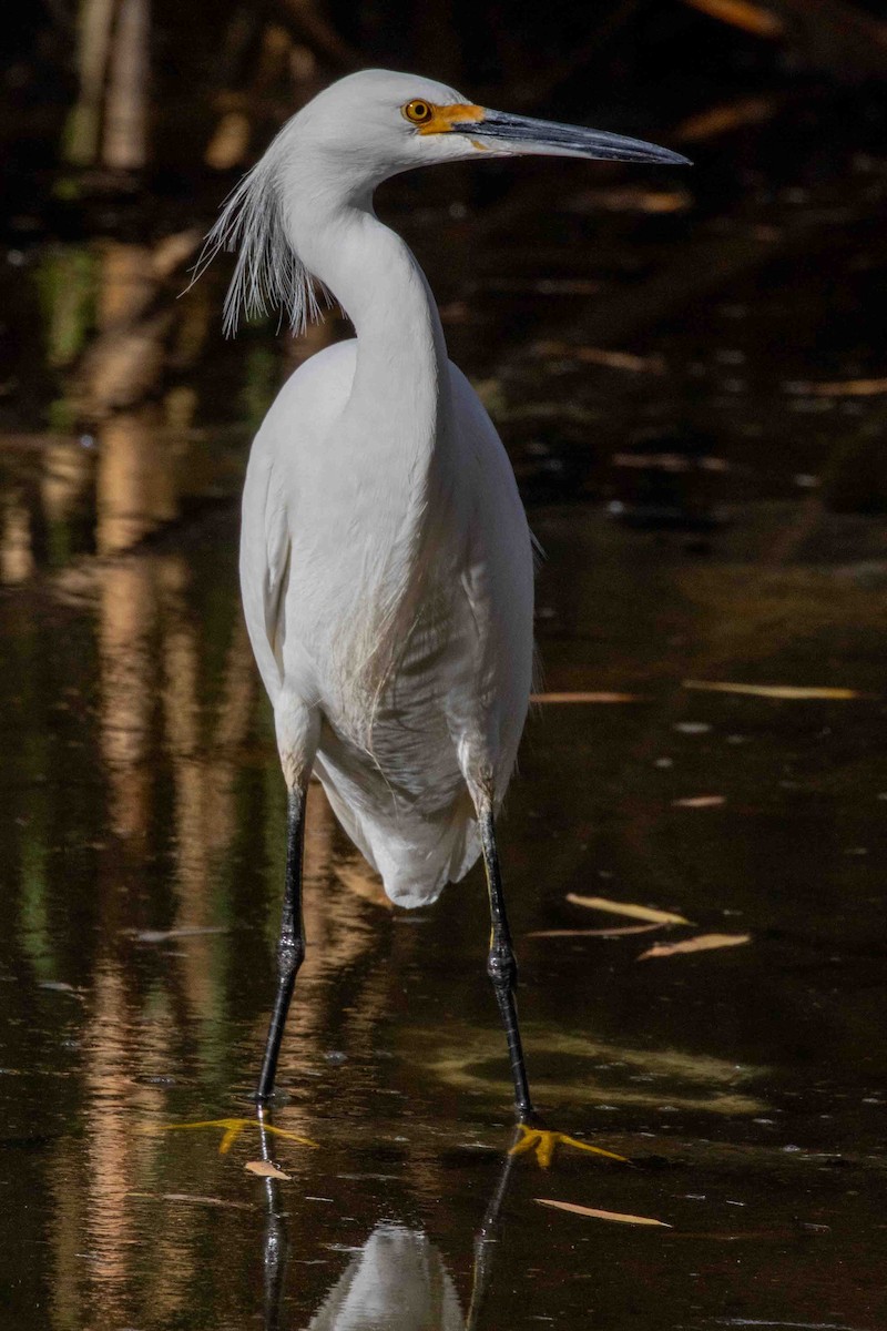 לבנית אמריקנית - ML647022692