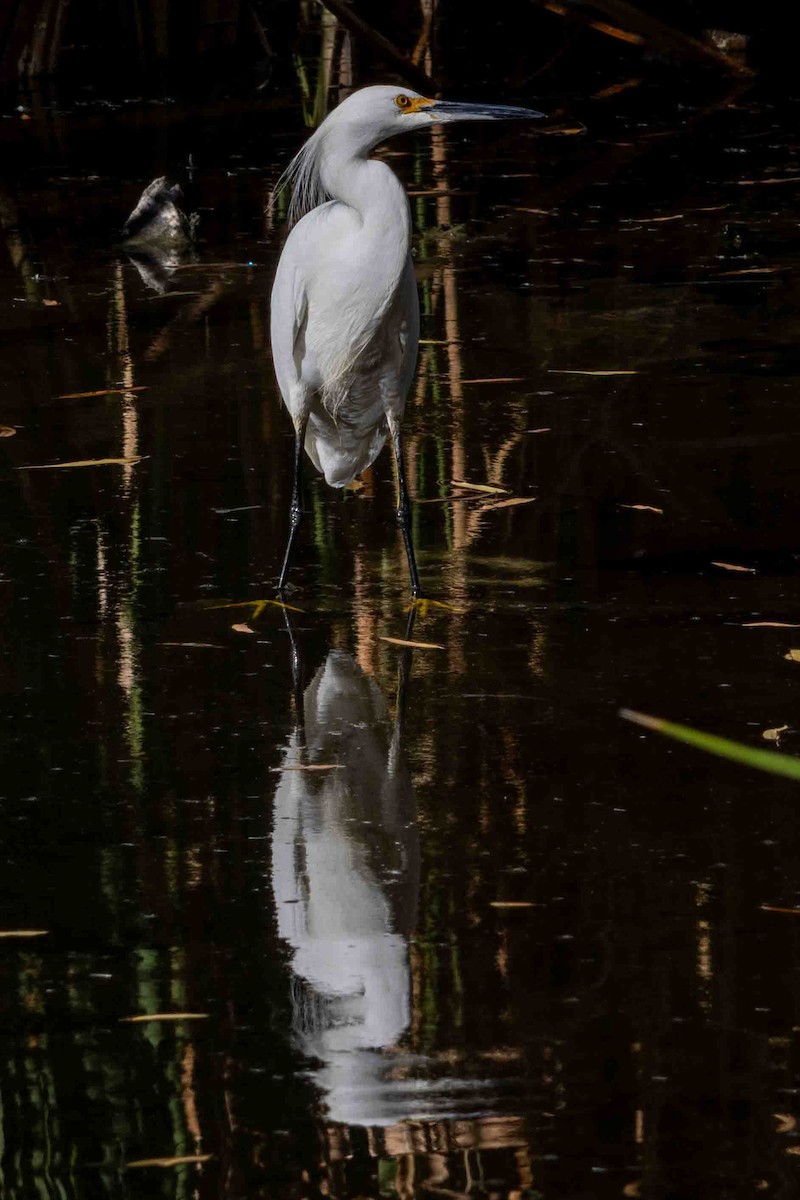 לבנית אמריקנית - ML647022693