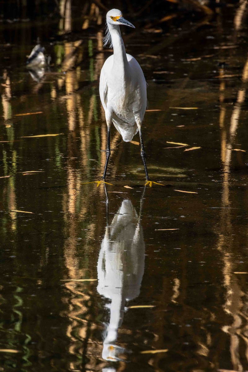 לבנית אמריקנית - ML647022694