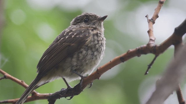 Slaty-backed Flycatcher - ML647022700