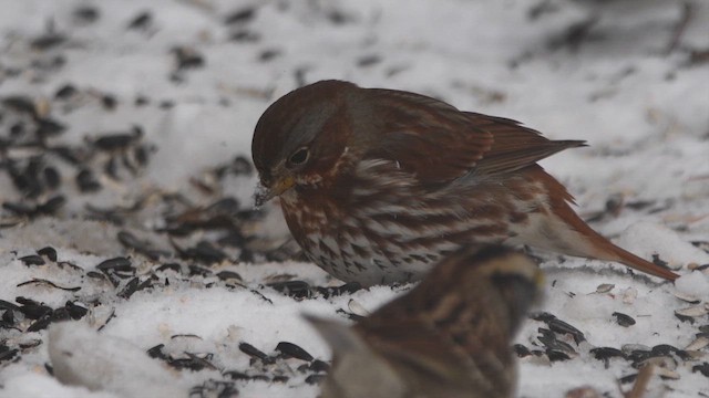 strnadec kaštanový - ML647022715