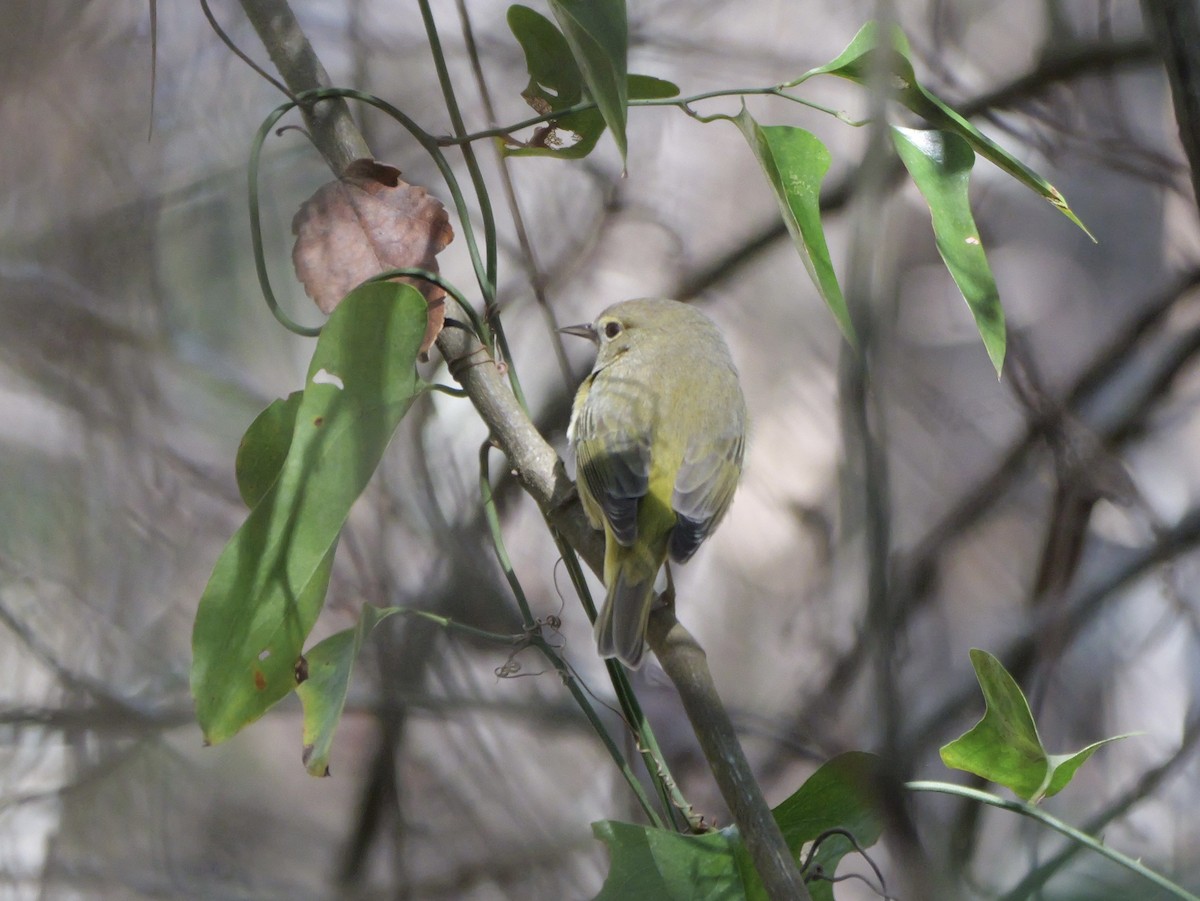 Orange-crowned Warbler - ML647022730