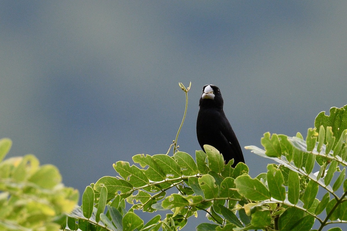 Large-billed Seed-Finch - ML647022731