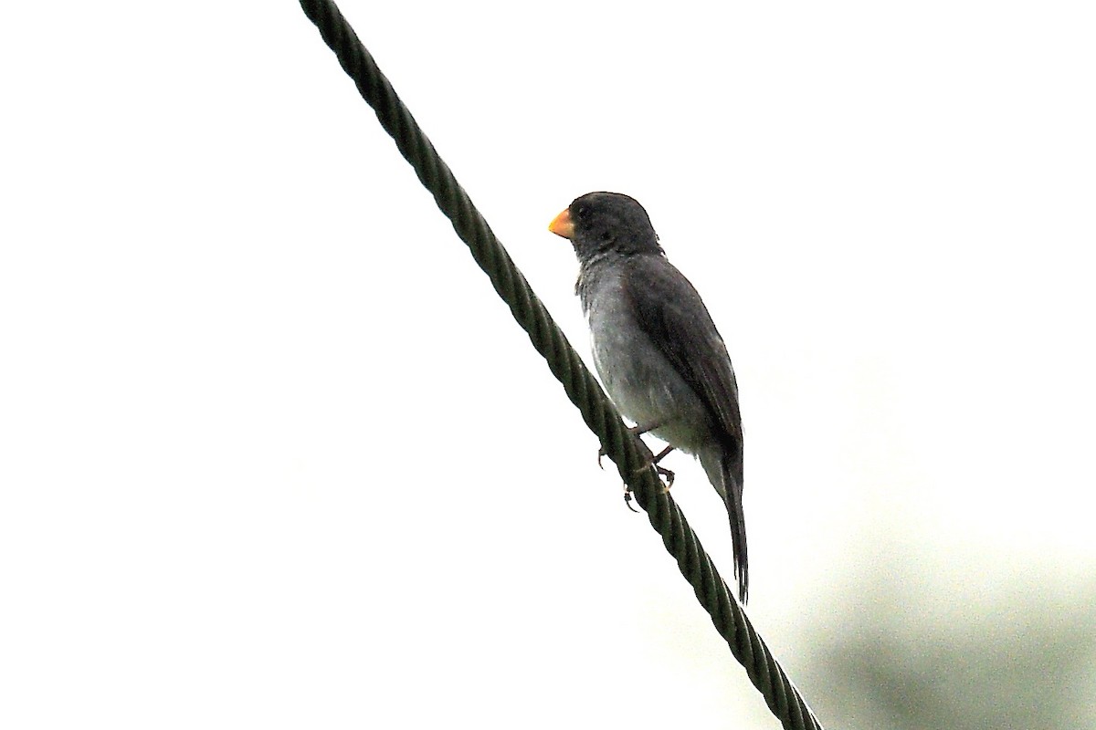 アシグロヒメウソ - ML647022734