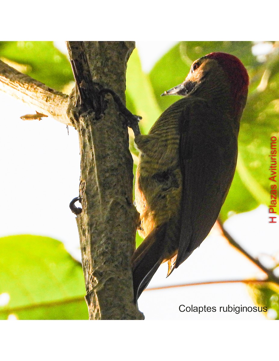 datel olivozlatý - ML647022759