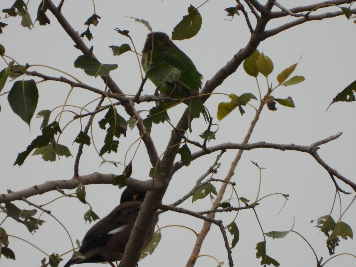 White-cheeked Barbet - ML647022761