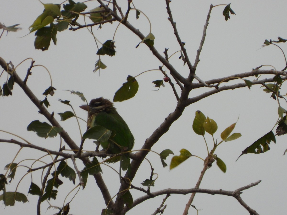 White-cheeked Barbet - ML647022762