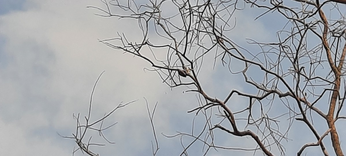 Brown-capped Pygmy Woodpecker - ML647022766