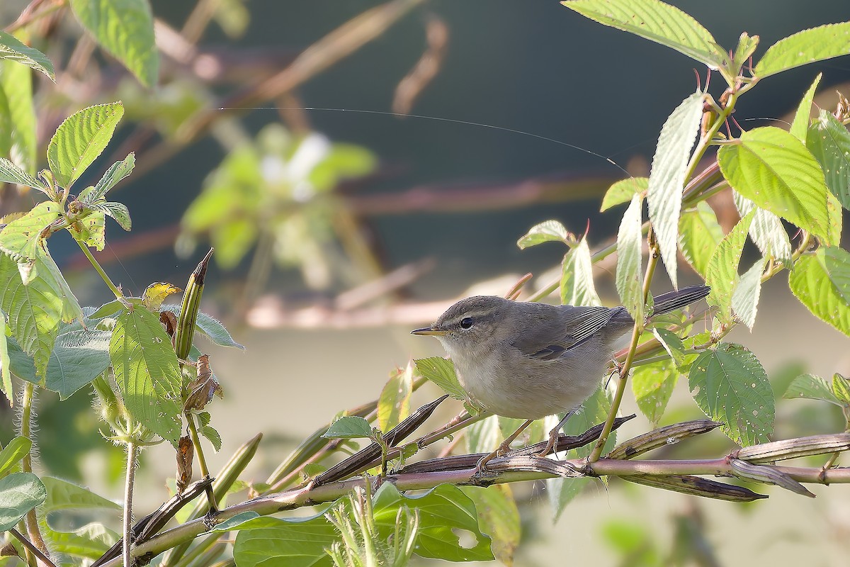 Dusky Warbler - ML647022767