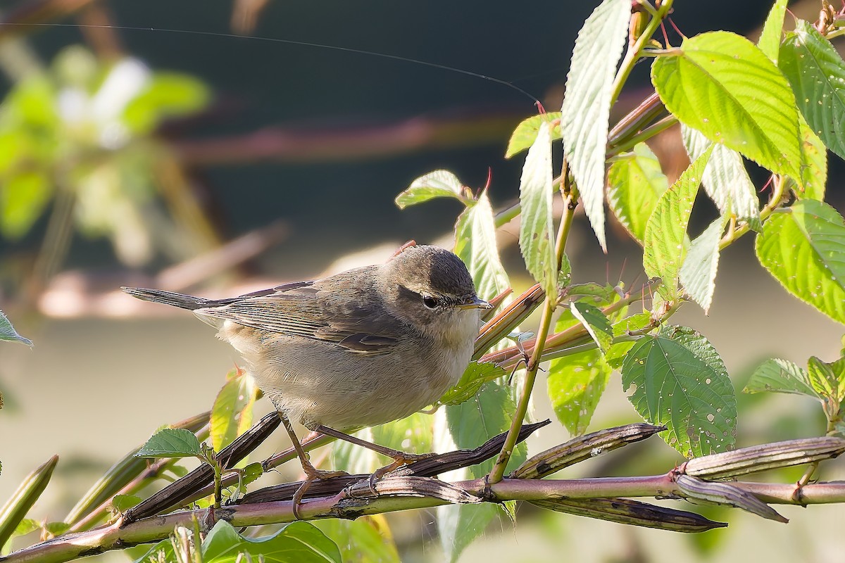 Dusky Warbler - ML647022768