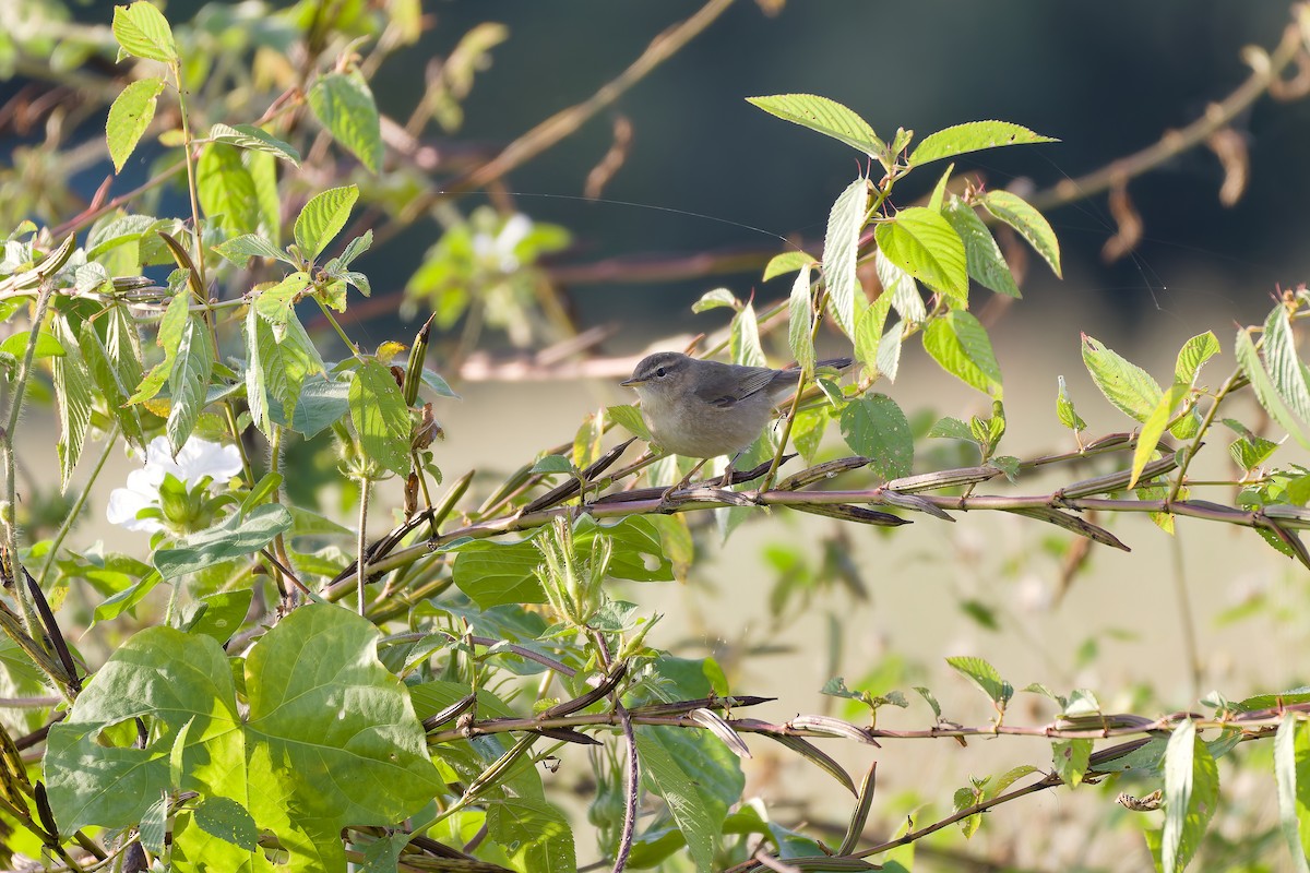 Dusky Warbler - ML647022769