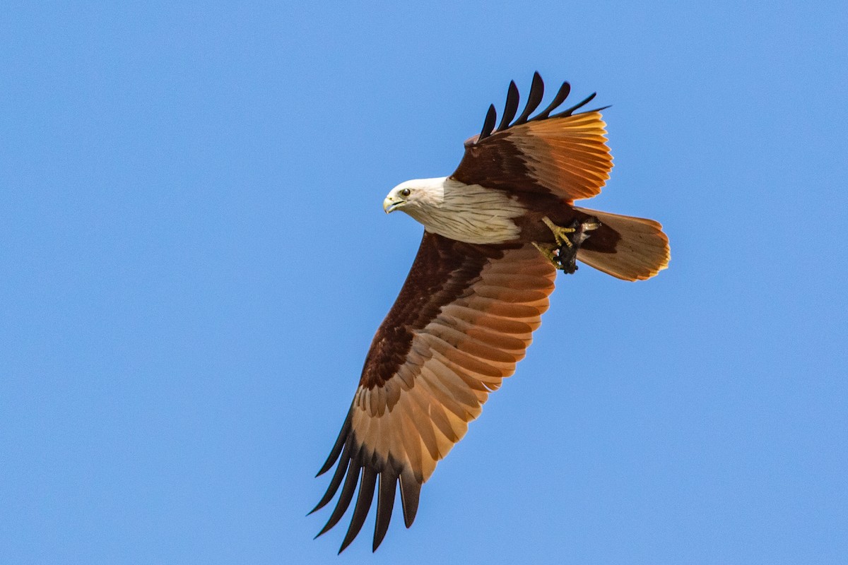 栗鳶 - ML647022787