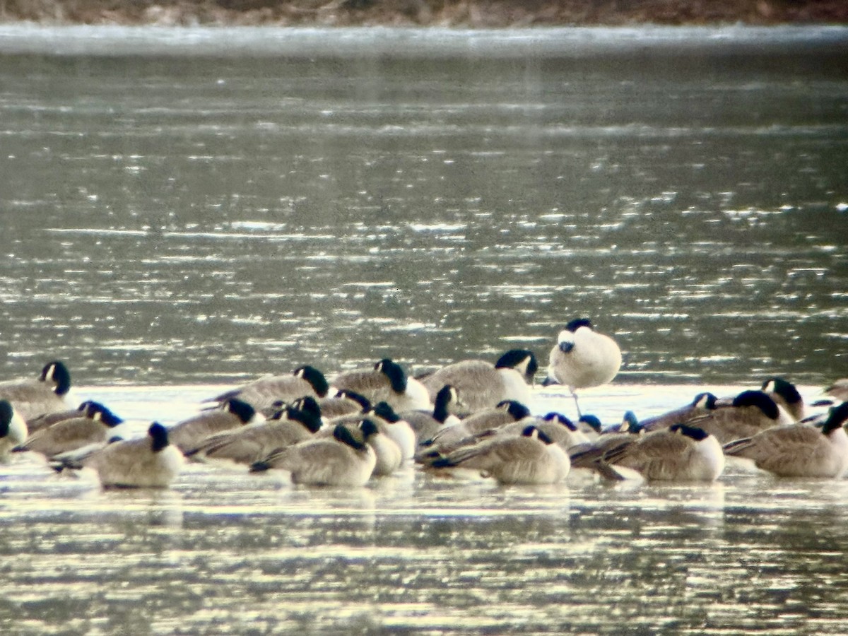 Barnacla Canadiense Grande - ML647022793