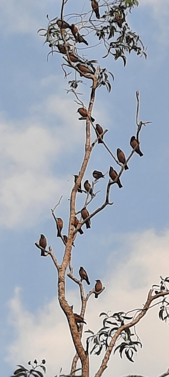 Rosy Starling - ML647022794