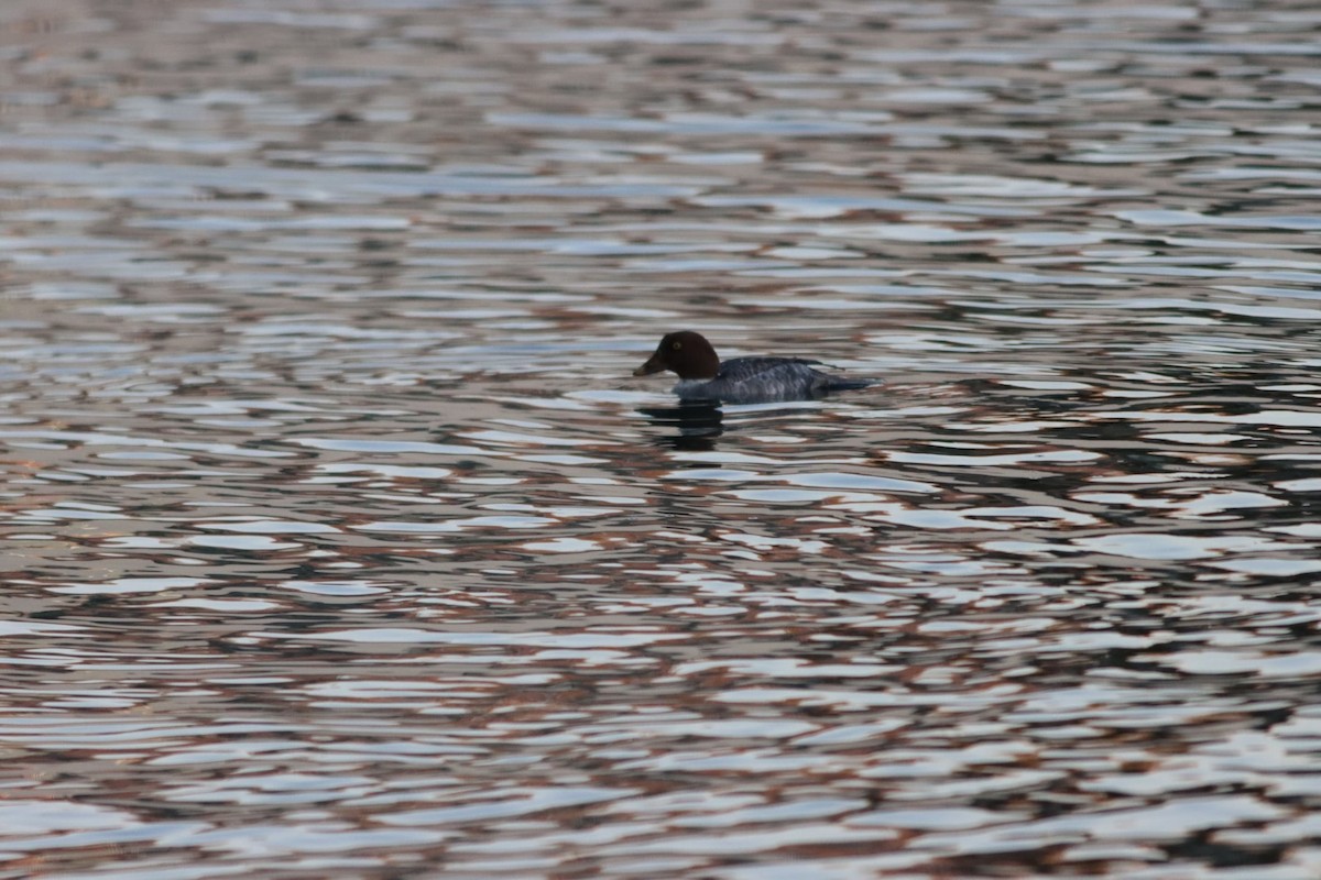 Common Goldeneye - ML647022799