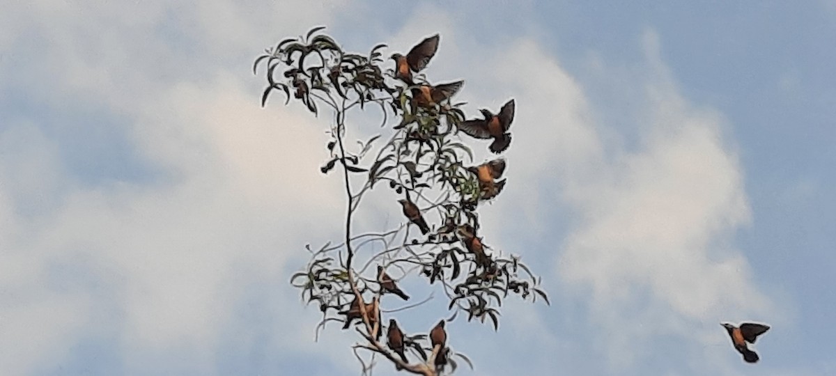 Rosy Starling - ML647022800