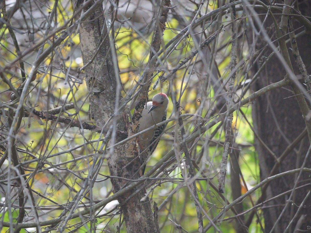 Red-bellied Woodpecker - ML647022804