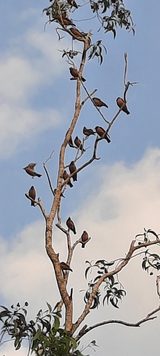 Rosy Starling - ML647022806