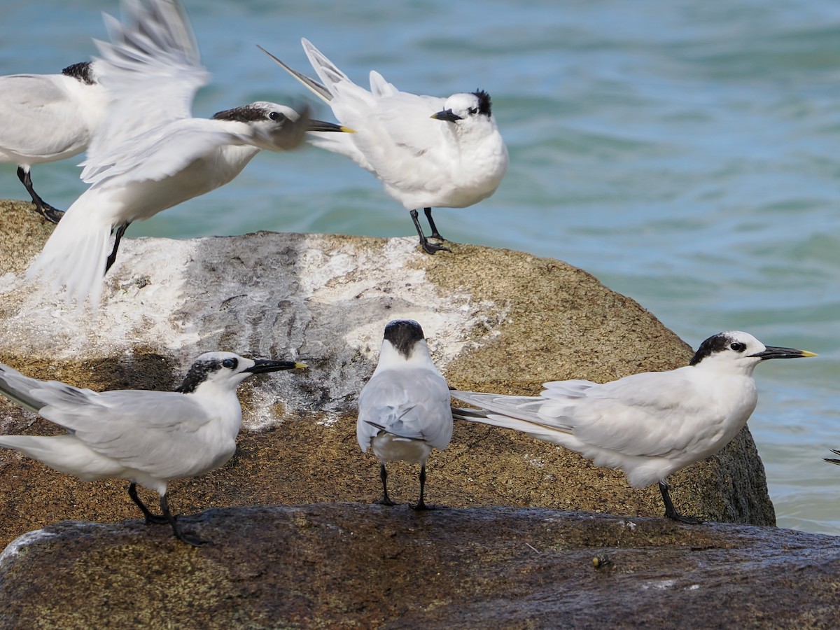 Sandwich Tern - ML647022809