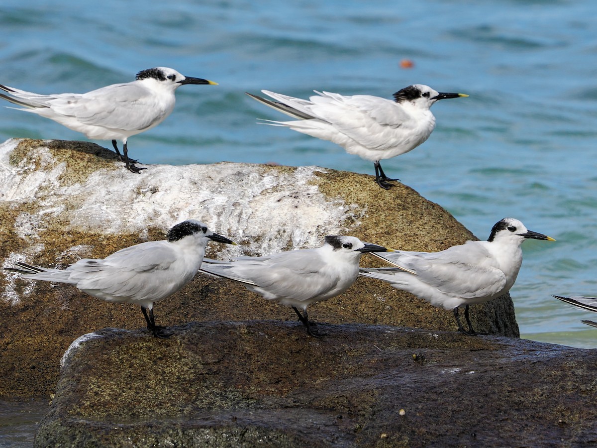 Sandwich Tern - ML647022810