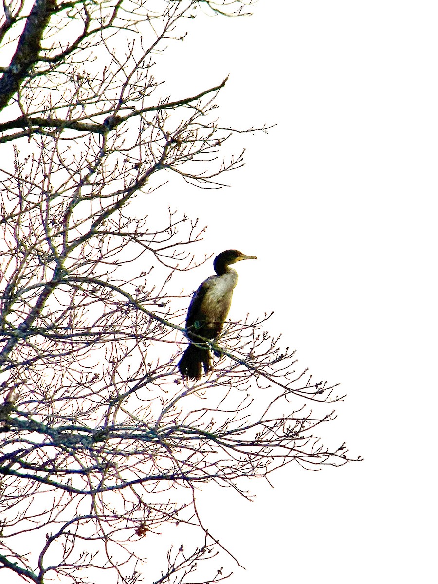 Ушастый баклан - ML647022811