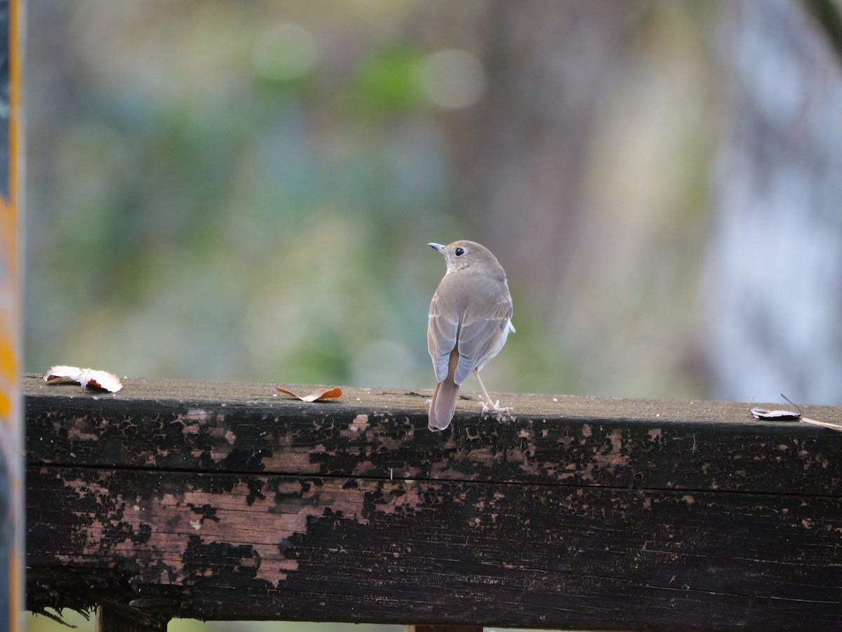 Hermit Thrush - ML647022812