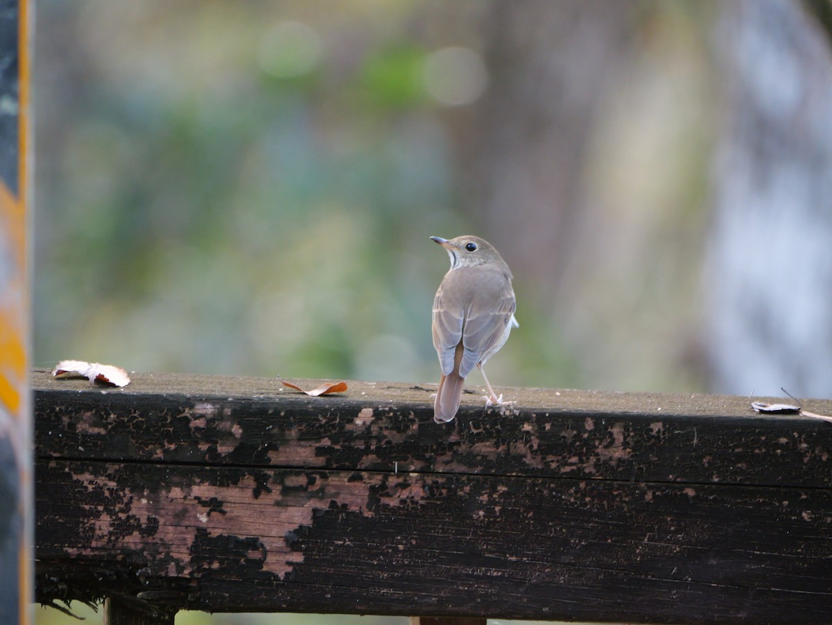 Hermit Thrush - ML647022813