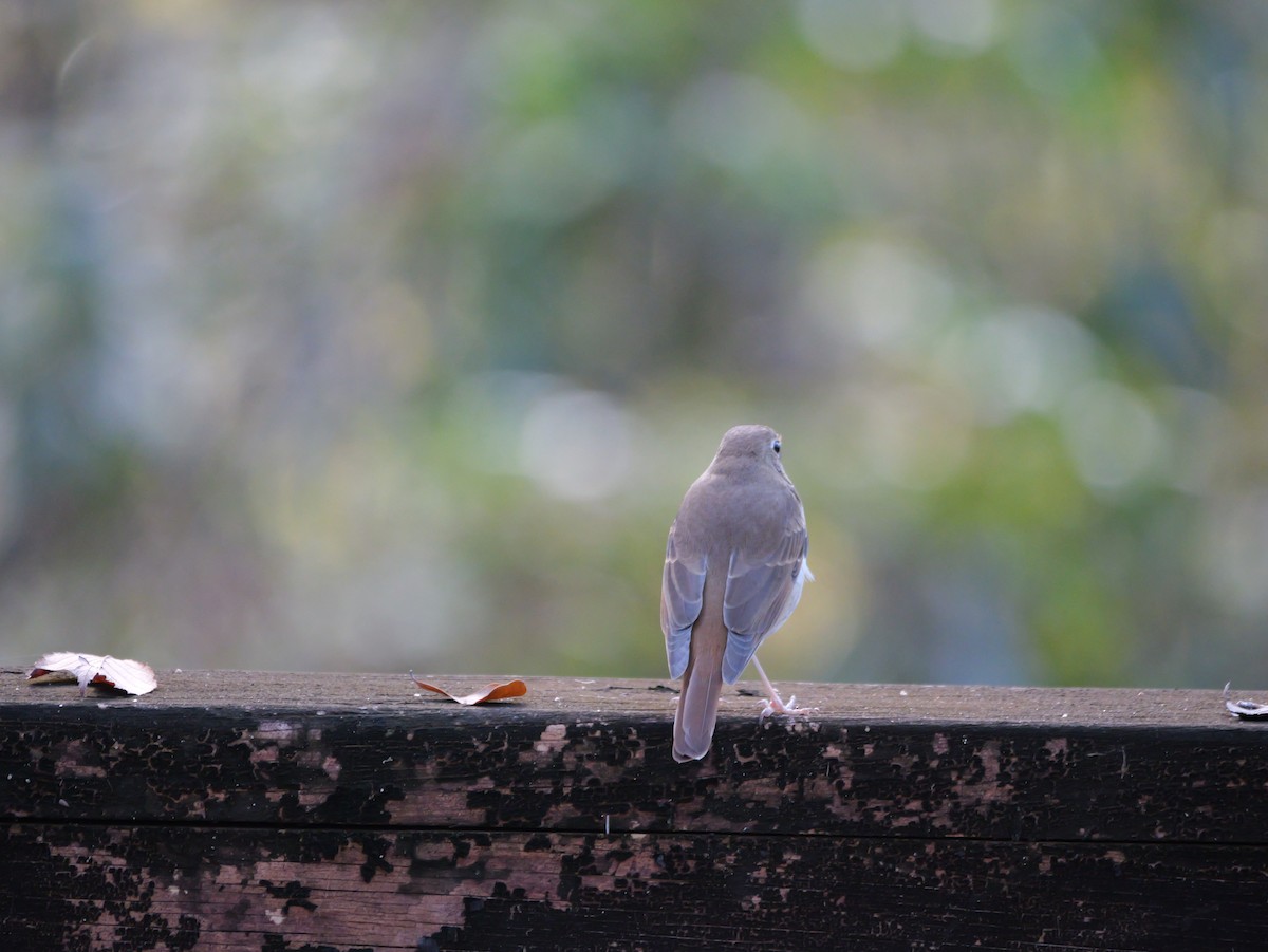 Hermit Thrush - ML647022814