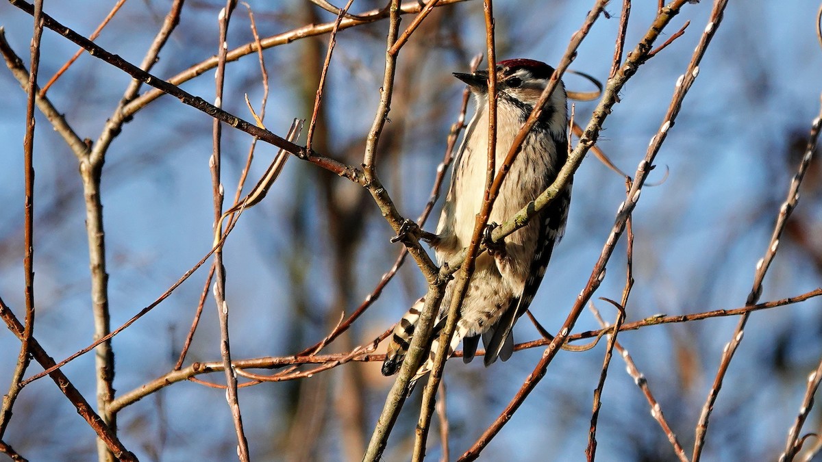 Lesser Spotted Woodpecker - ML647022815
