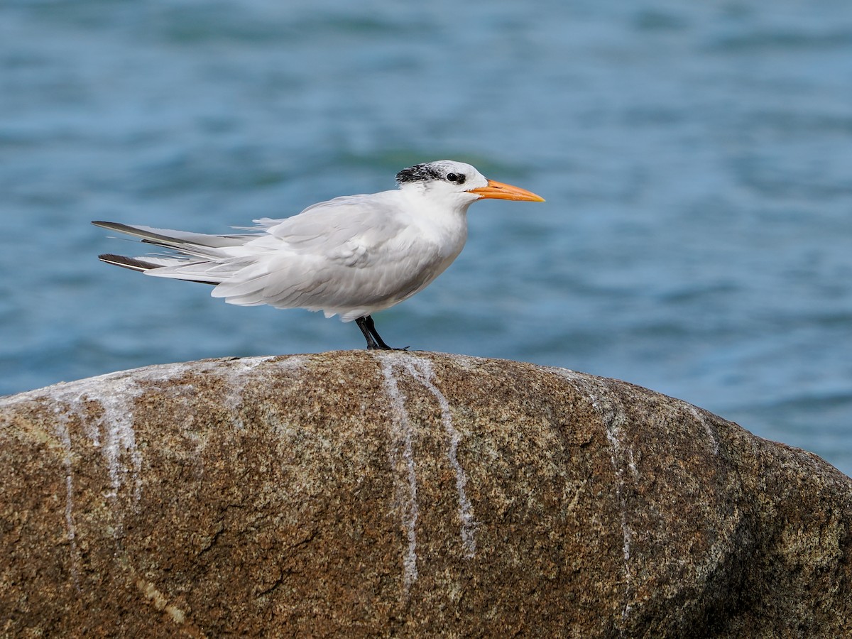 Royal Tern - ML647022821