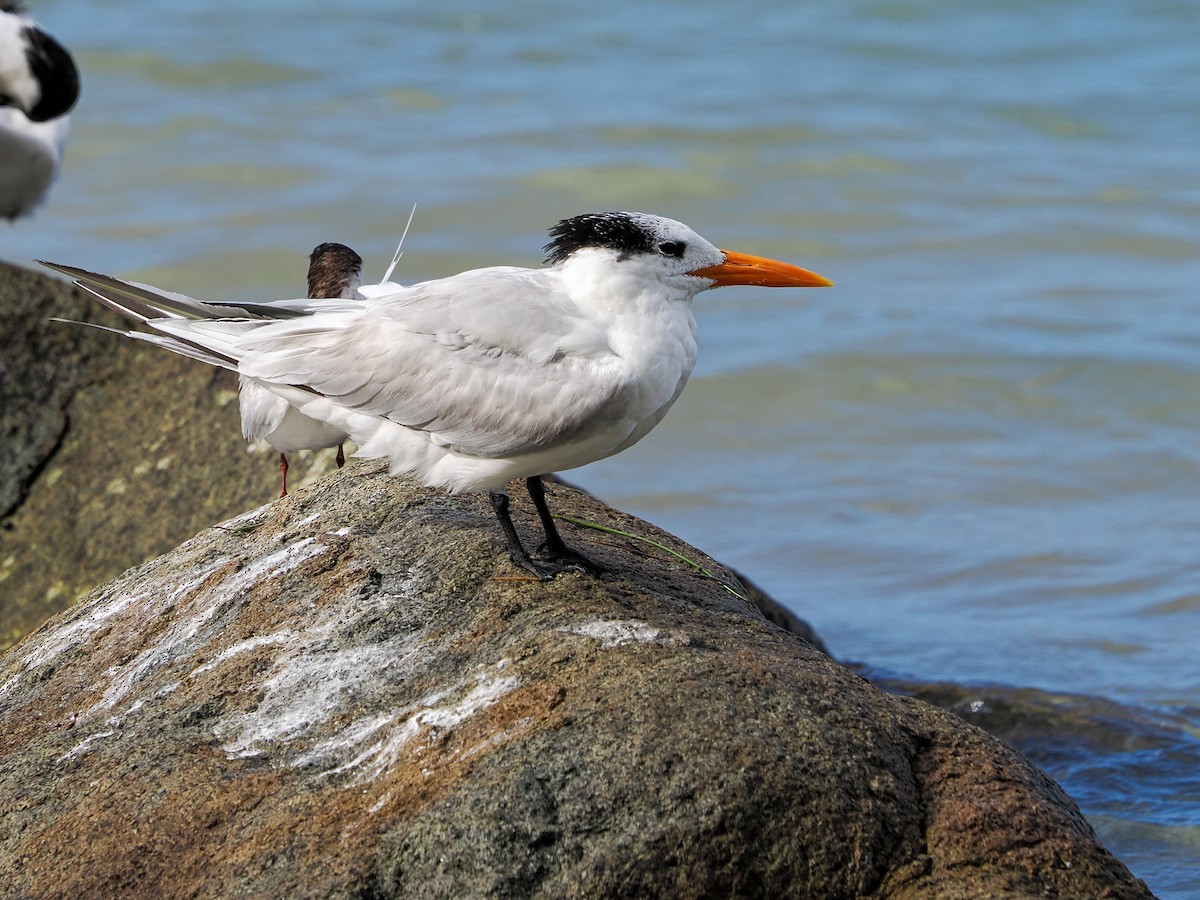 Royal Tern - ML647022822