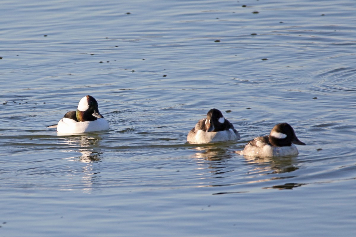 Bufflehead - ML647022823