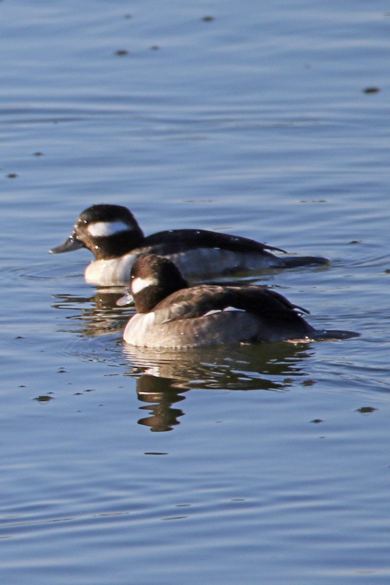 Bufflehead - ML647022826