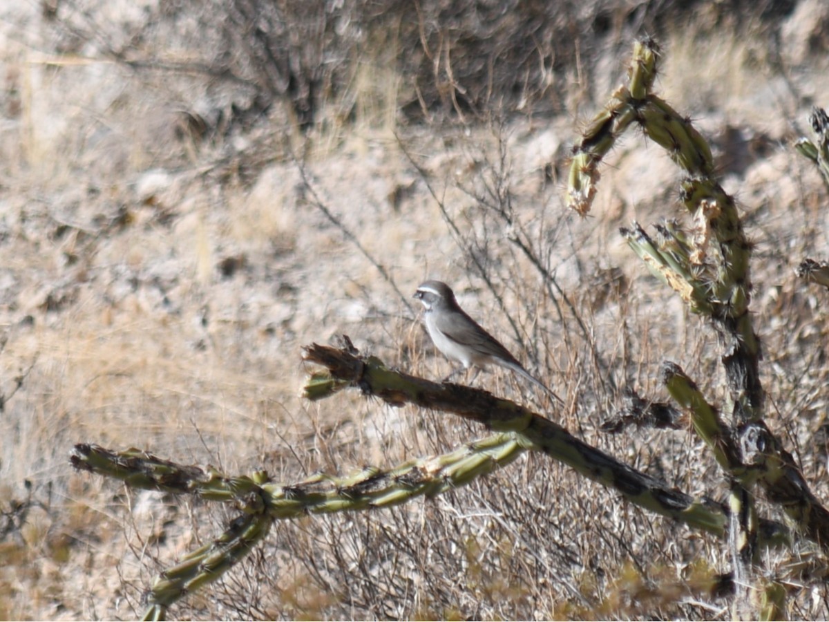 Black-throated Sparrow - ML647022829