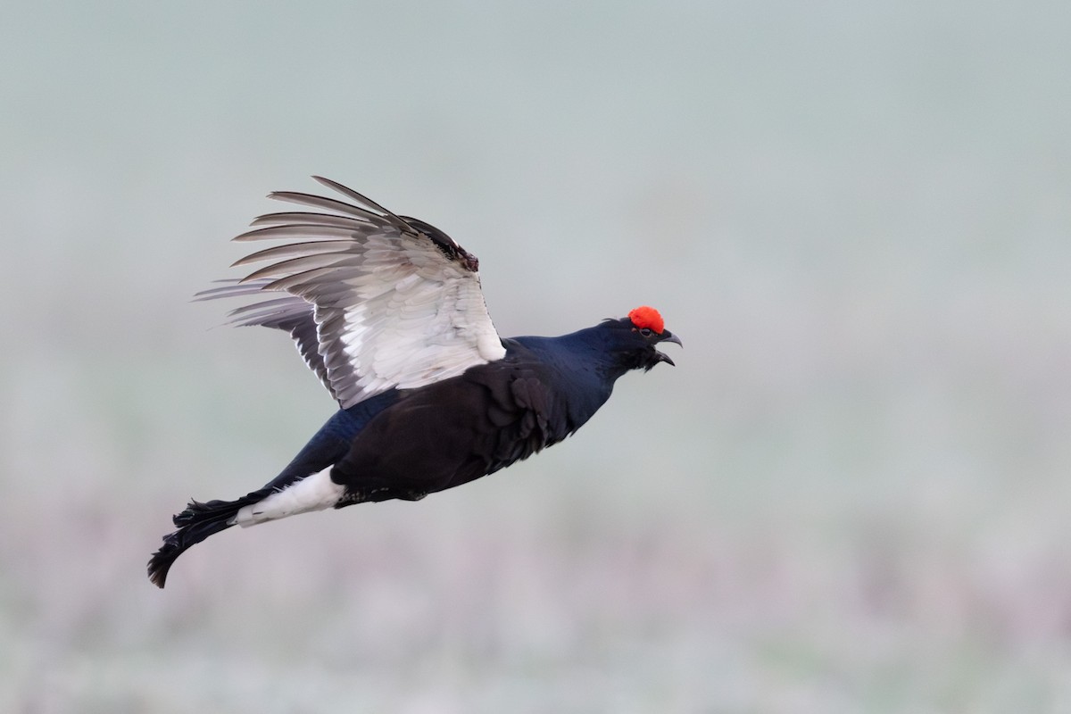 クロライチョウ - ML647022837