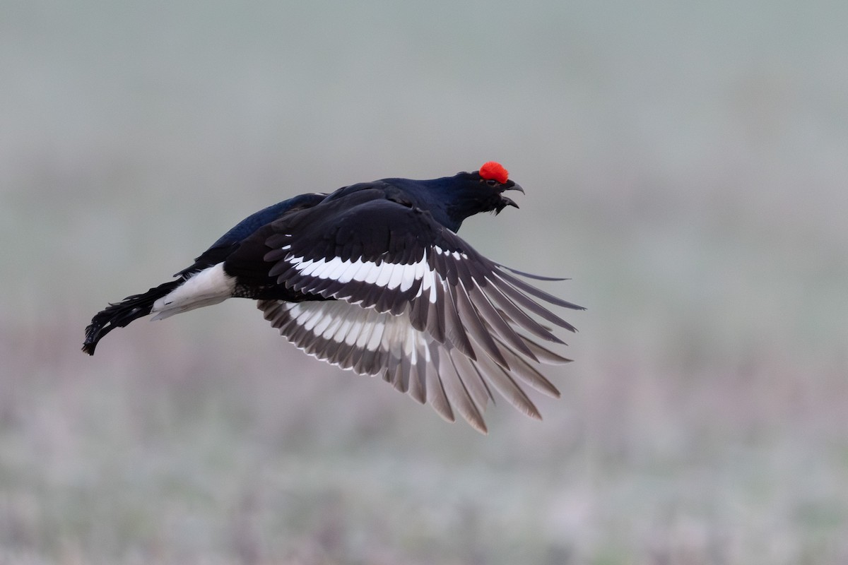 クロライチョウ - ML647022838