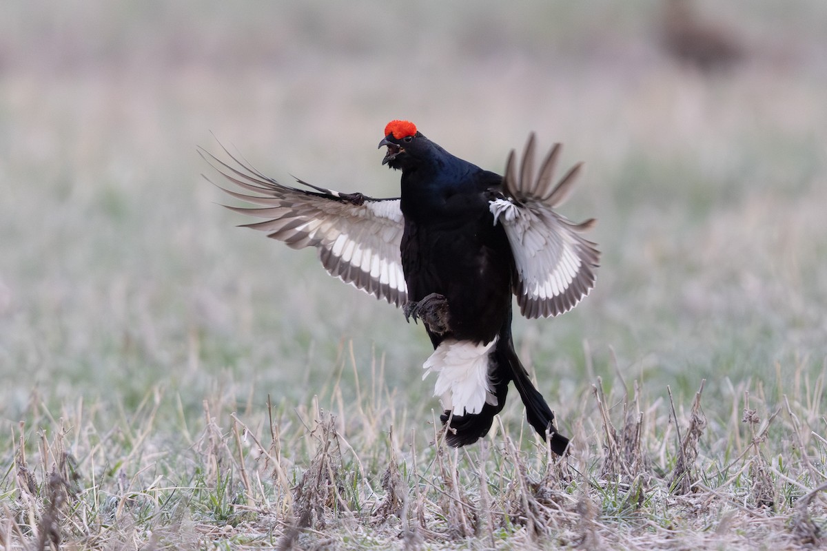 クロライチョウ - ML647022839