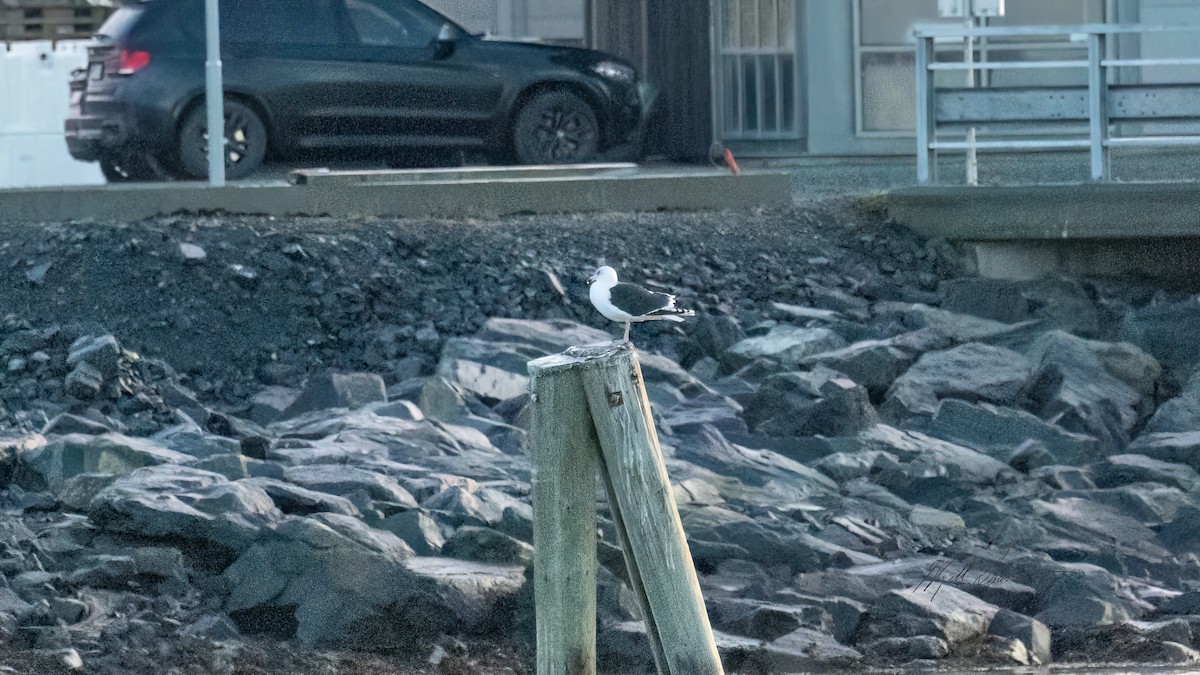 Great Black-backed Gull - ML647022846